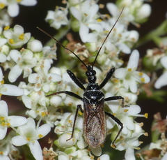 Sphedanolestes