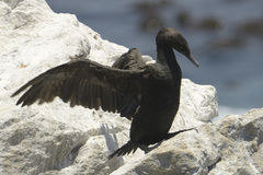 Phalacrocorax neglectus
