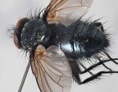 Macquartia praefica