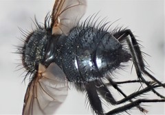 Macquartia praefica