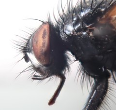 Macquartia praefica