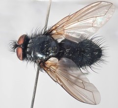 Macquartia praefica