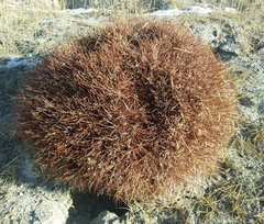 Oxytropis tragacanthoides