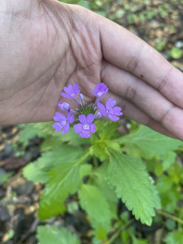 Tampa Mock-vervain (Glandularia tampensis)