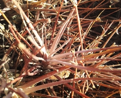 Oxytropis tragacanthoides