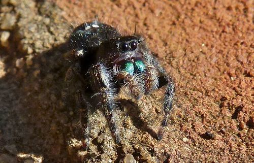 Bold Jumping Spider photographed in North Carolina
