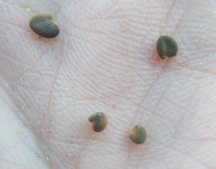 Oxytropis tragacanthoides