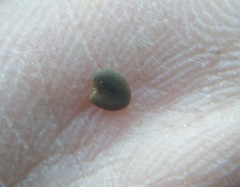 Oxytropis tragacanthoides