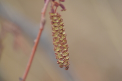 Alnus incana rugosa
