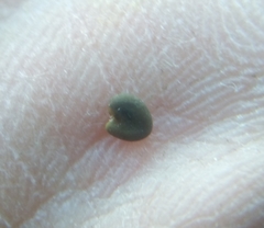 Oxytropis tragacanthoides