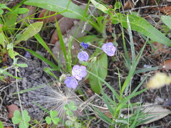 Nemophila phacelioides