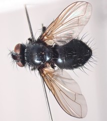 Macquartia praefica