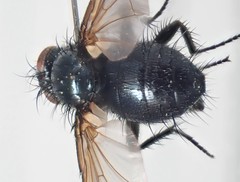 Macquartia praefica