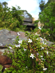Chaenostoma integrifolium