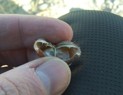 Oxytropis tragacanthoides