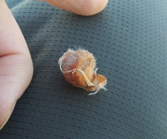 Oxytropis tragacanthoides