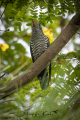 Chrysococcyx maculatus