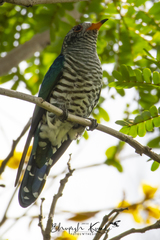 Chrysococcyx maculatus