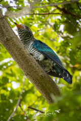 Chrysococcyx maculatus