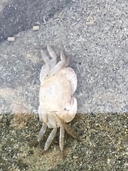 Pachygrapsus socius