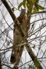 Hierococcyx sparverioides