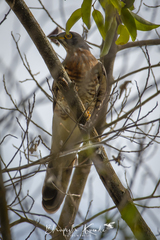 Hierococcyx sparverioides