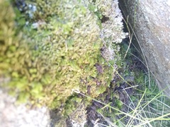 Hymenophyllum capense