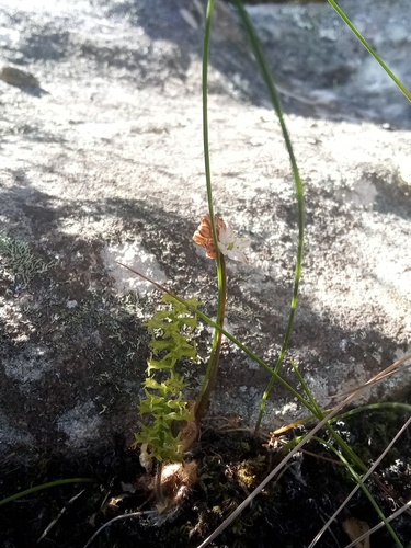 Austronea virens