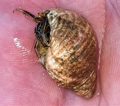 Clibanarius taeniatus