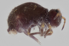 Neosminthurus clavatus