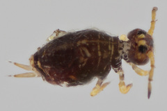 Neosminthurus clavatus