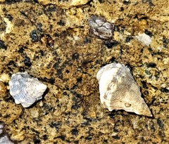 Echinolittorina pascua