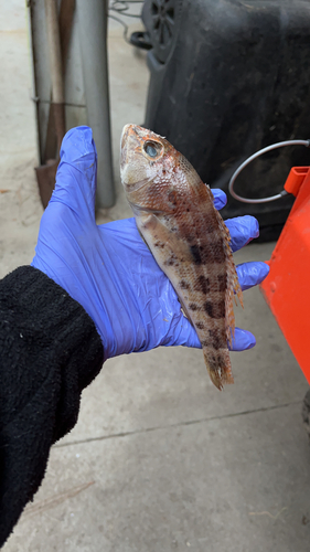 Bank sea bass (Centropristis ocyurus) — Serranidae