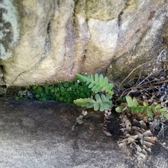 Blechnum punctulatum