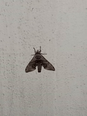 Daphnusa ocellaris