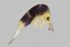 Lepidocyrtus helenae