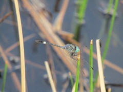 Micrathyria ocellata