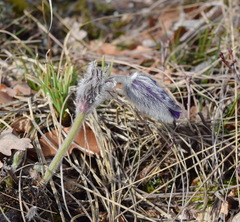 Pulsatilla halleri