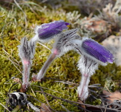 Pulsatilla halleri