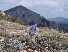 Pulsatilla halleri