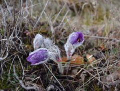 Pulsatilla halleri