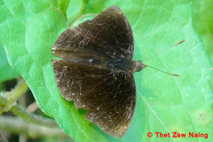 Rohana tonkiniana