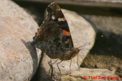 Vanessa indica indica