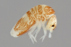 Pseudosinella