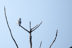 Elanus caeruleus vociferus