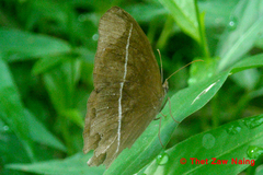 Mycalesis lepcha