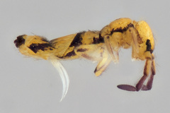 Entomobrya triangularis