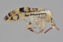 Orchesella celsa