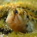 Tasmanian Blenny - Photo (c) thrillho, some rights reserved (CC BY-NC)