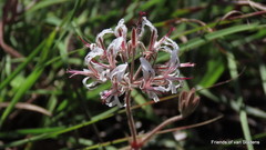Pelargonium auritum carneum